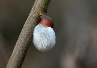 Kocicky1