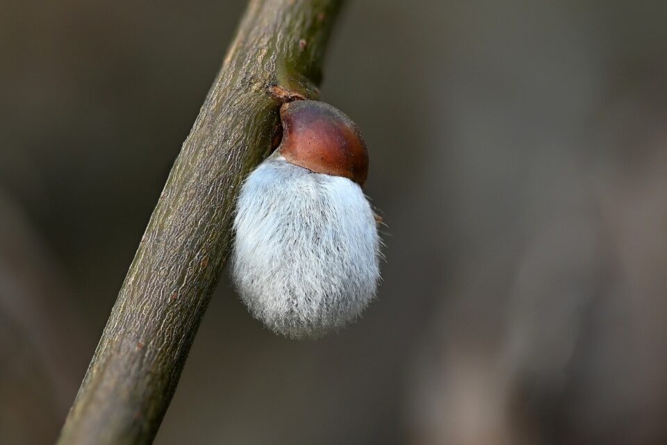 Kocicky1