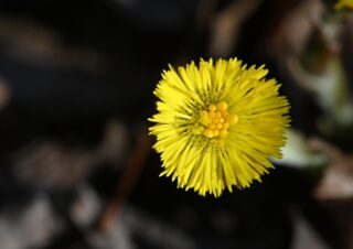 Podbel