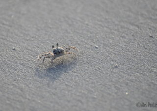 Krab, Thajský záliv, Kambodža