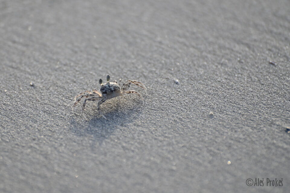 Krab, Thajský záliv, Kambodža