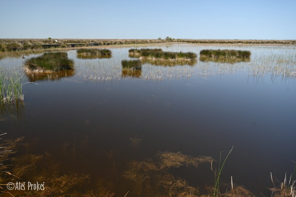 Ptačí rezervace delta Kizilirmak