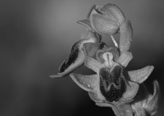 155bw