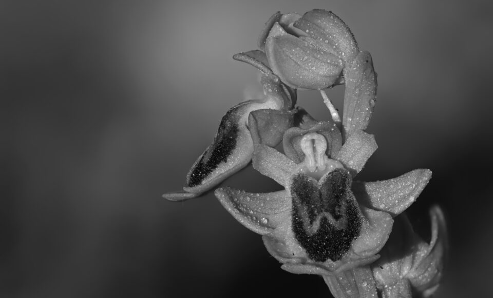 155bw