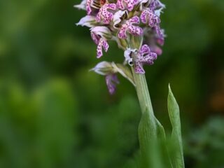 01 Neotinea tridentata, vstavač trojzubý