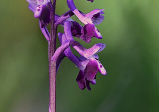 13 Anacamptis longicornu