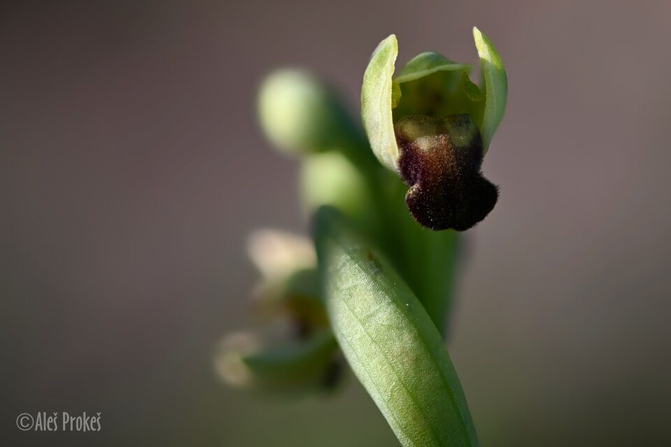 19 Ophrys fusca ssp. pallida