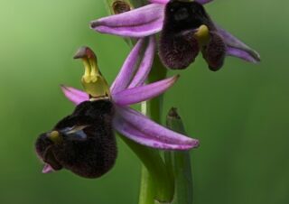 04 Ophrys bertolonii