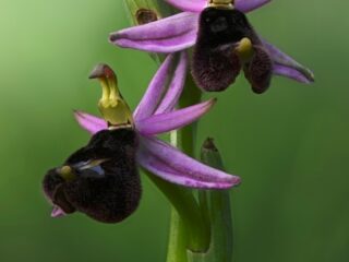 04 Ophrys bertolonii
