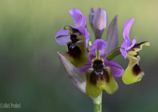 05 Ophrys tenthredinifera