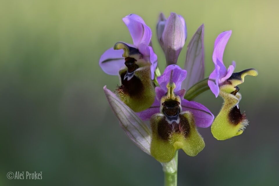 05 Ophrys tenthredinifera