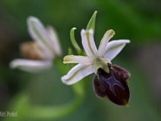 06 Ophrys exaltata