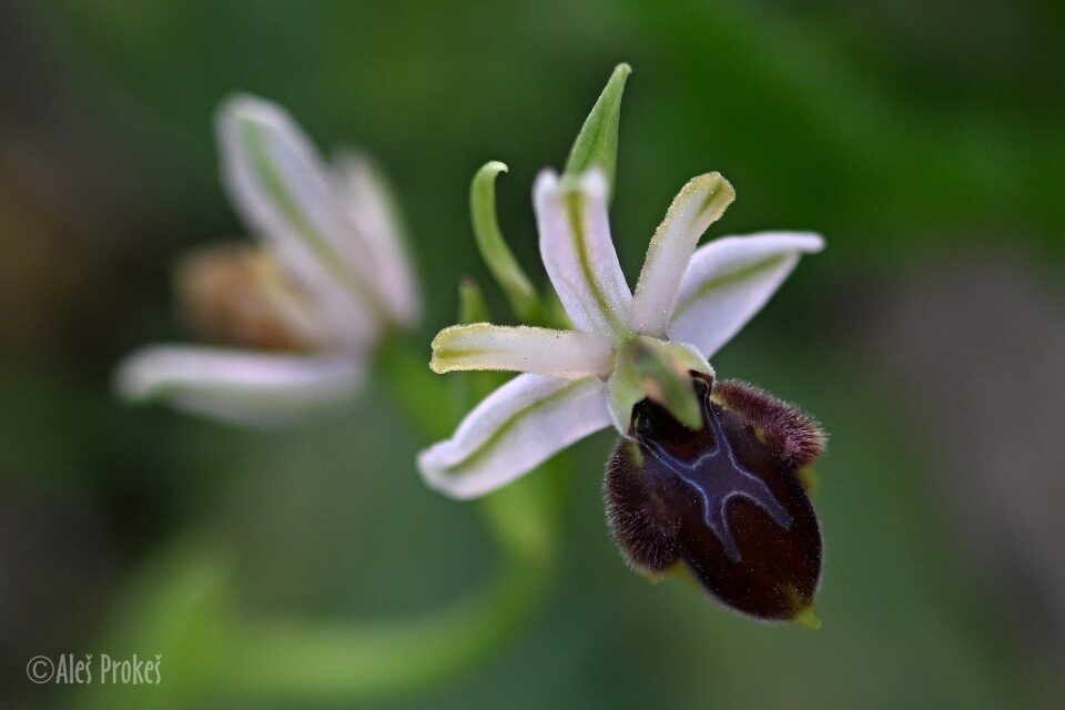 06 Ophrys exaltata