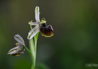 07 Ophrys exaltata
