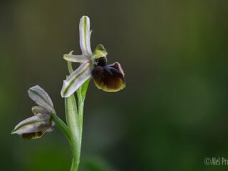 07 Ophrys exaltata