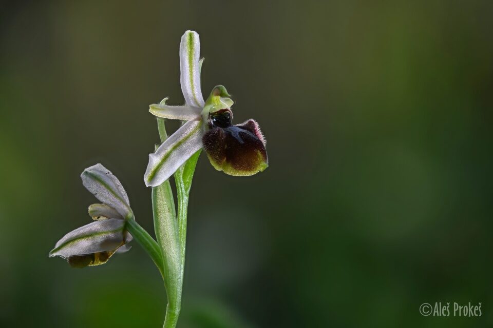 07 Ophrys exaltata