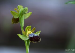 08 Ophrys sphegodes, tořič pavoukonosný