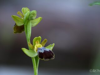 08 Ophrys sphegodes, tořič pavoukonosný