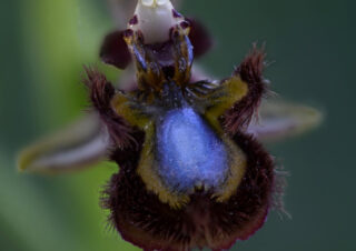 09 Ophrys speculum