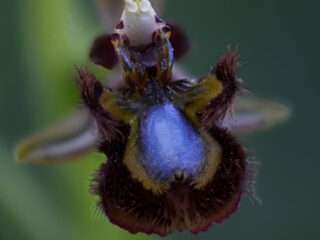 09 Ophrys speculum