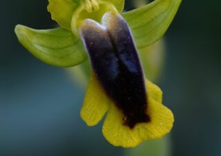 10 Ophrys lutea, tořič žlutý
