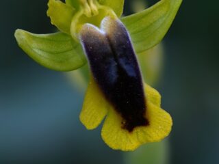 10 Ophrys lutea, tořič žlutý