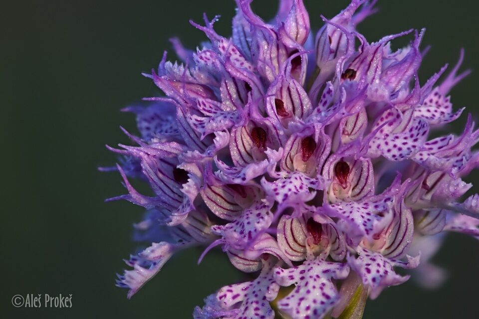 11 Neotinea tridentata
