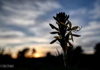 21 Orch sunrise
