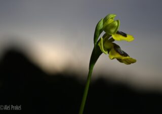12 Ophrys lutea