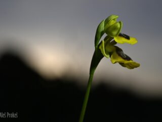 12 Ophrys lutea