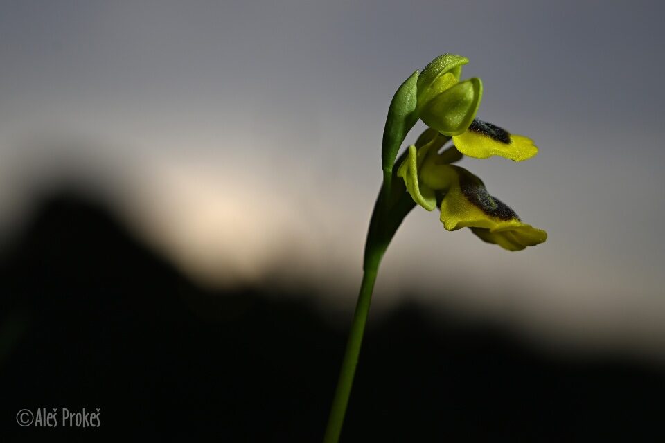 12 Ophrys lutea