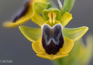 20 Ophrys lutea ssp. phryganae