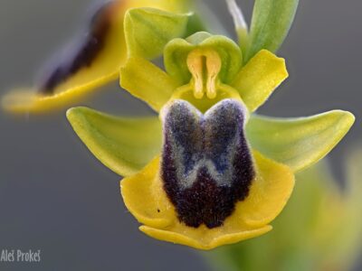 20 Ophrys lutea ssp. phryganae