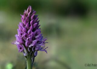 14 Neotinea tridentata