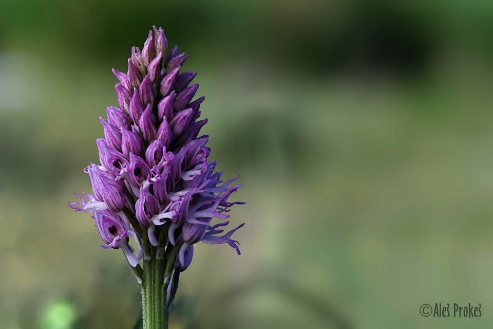 14 Neotinea tridentata