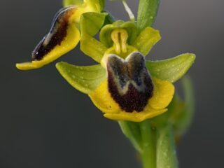 03 Ophrys lutea ssp. phryganae