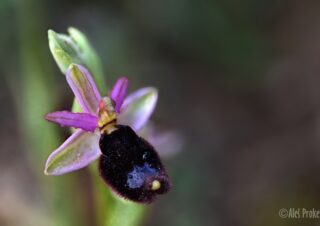 17 Ophrys bertolonii
