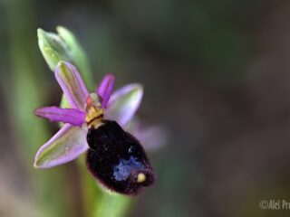 17 Ophrys bertolonii