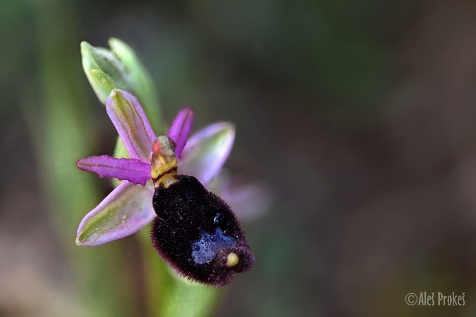 17 Ophrys bertolonii