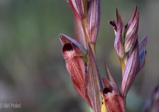18 Serapias vomeracea