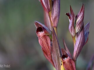 18 Serapias vomeracea