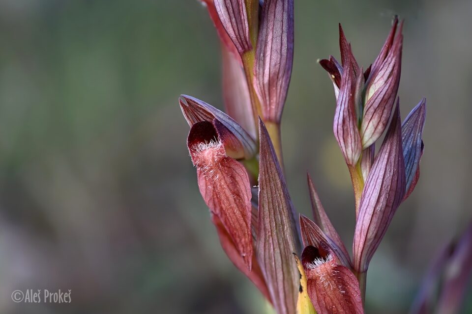 18 Serapias vomeracea