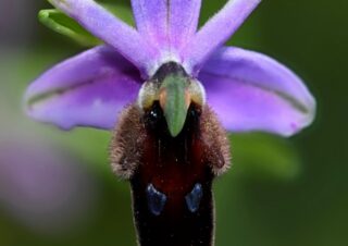 16 Ophrys lunulata, tořič srpečkový