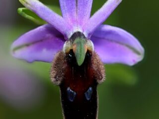 16 Ophrys lunulata, tořič srpečkový