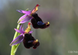 02 Ophrys bertolonii
