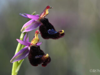 02 Ophrys bertolonii