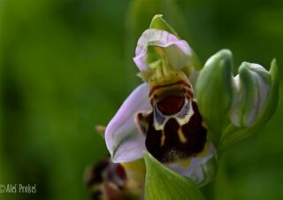 15 Ophrys apifera, tořič včelonosný