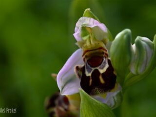 15 Ophrys apifera, tořič včelonosný