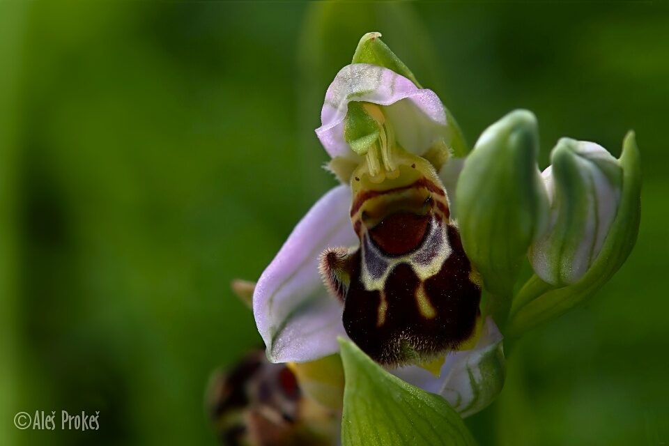 15 Ophrys apifera, tořič včelonosný