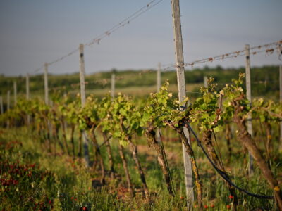 Radioelektronika 2025 11 vineyards Vinice Hnanice